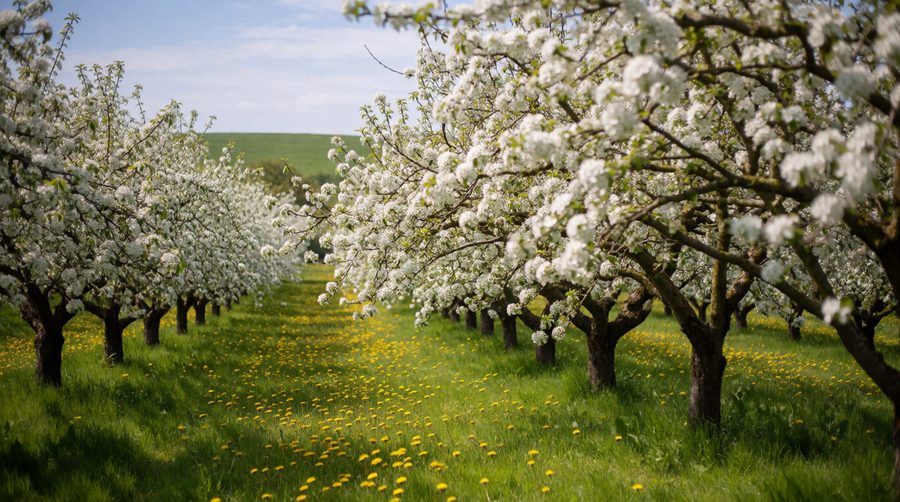 Orchards in the Vale of Evesham usually blossom in April, just before asparagus season